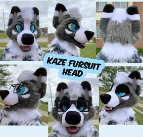 Kaze (head)- Sept 2022 Kaze (head)- Sept 2022